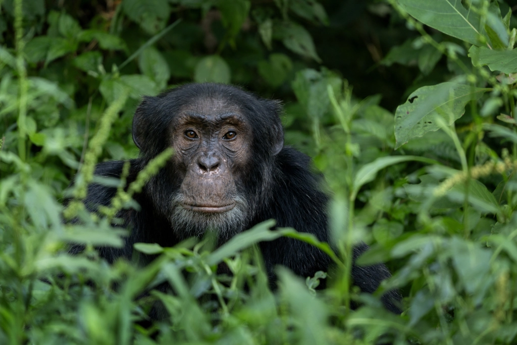 5-days-rwanda-safari-8