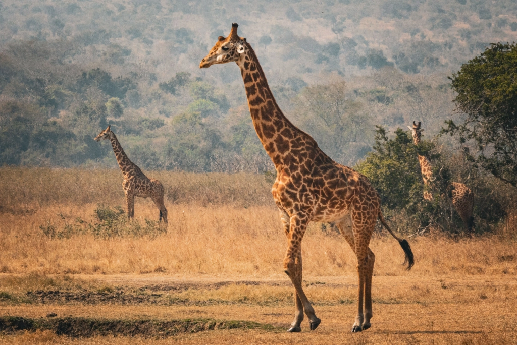 5-days-rwanda-safari-9