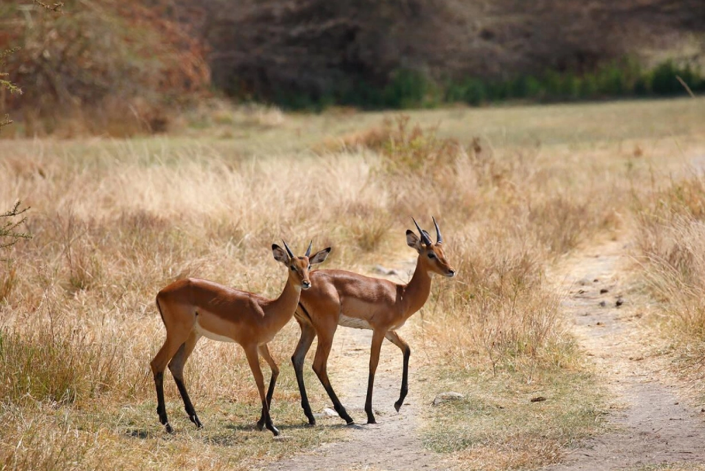 7-days-tanzania-safari-10