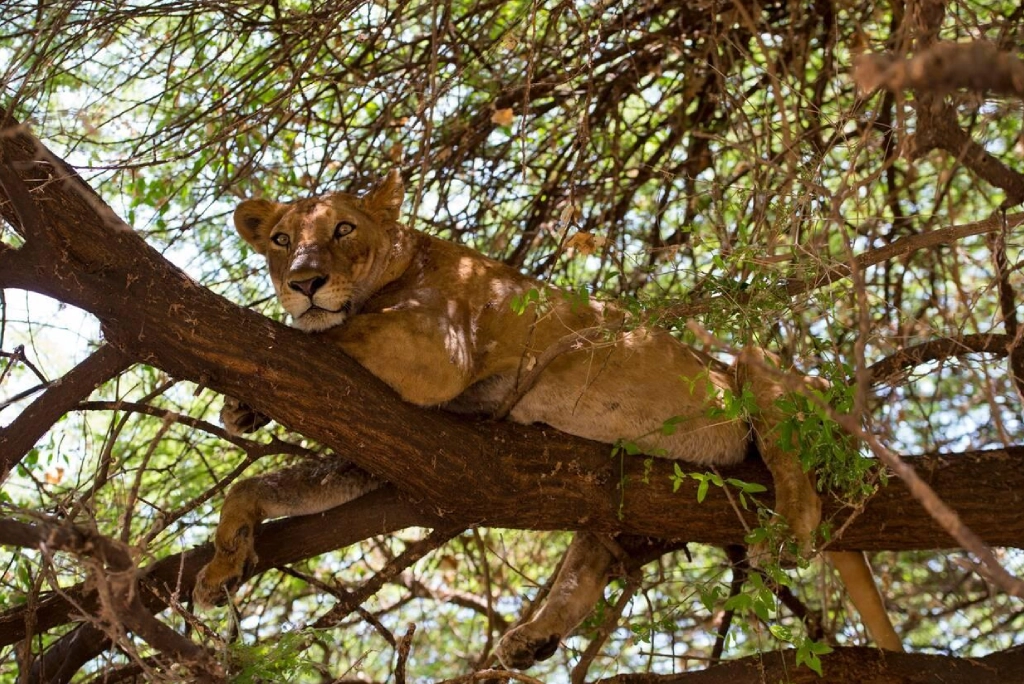 7-days-tanzania-safari-13