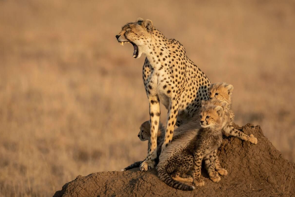 7-days-tanzania-safari-17