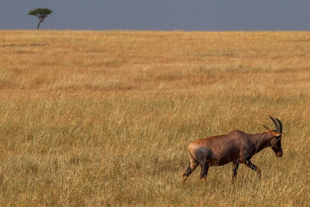 7-days-tanzania-safari-18