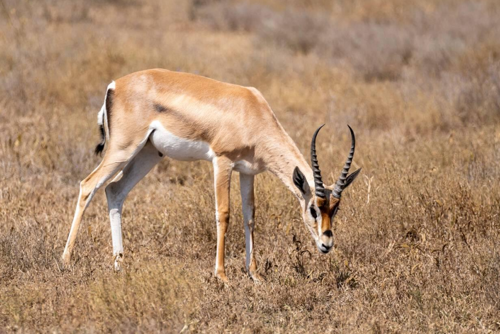 7-days-tanzania-safari-2