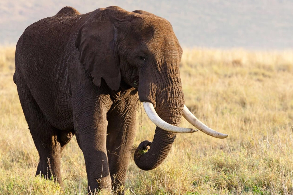 7-days-tanzania-safari-8