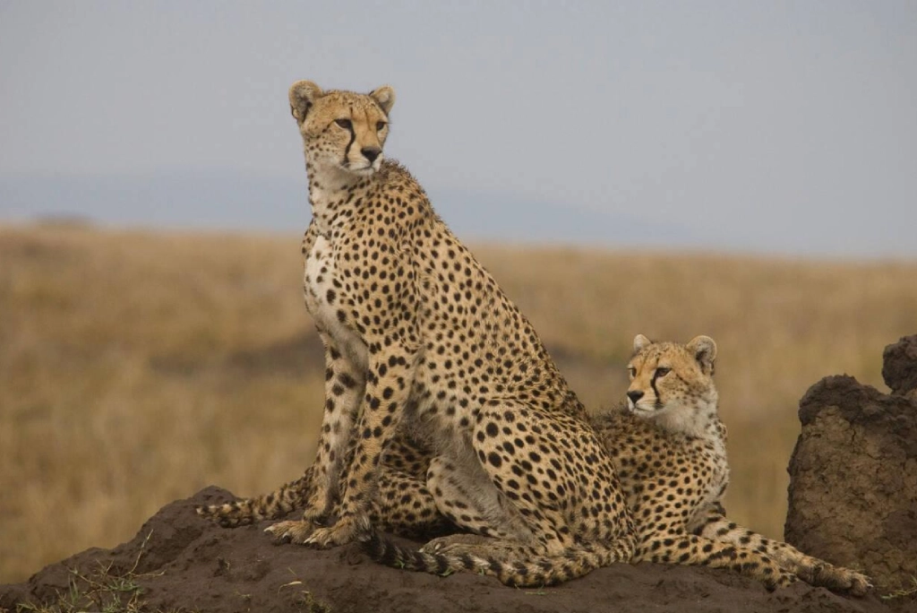 7-days-tanzania-safari-9