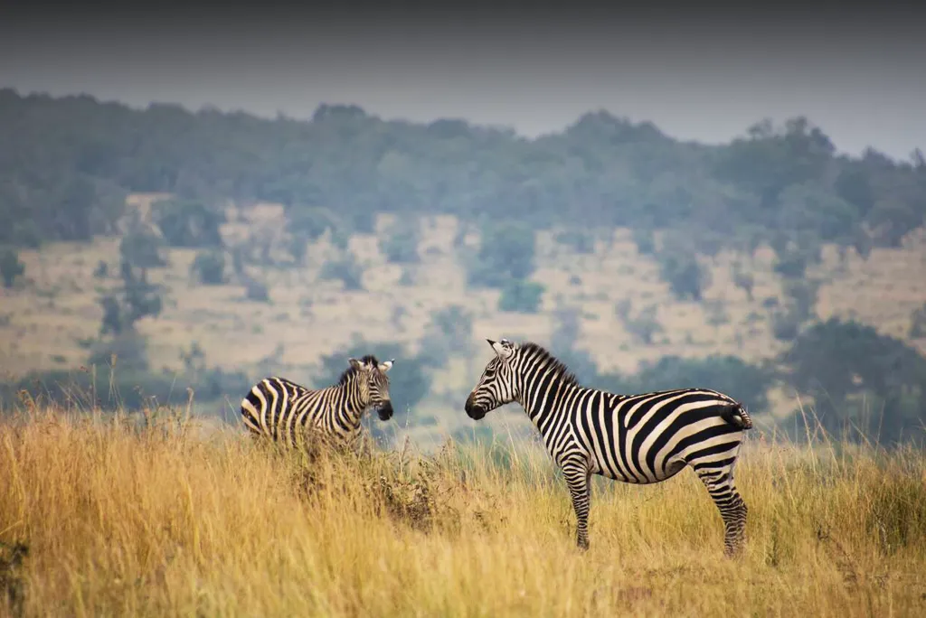 Rwanda Safari Destinations
