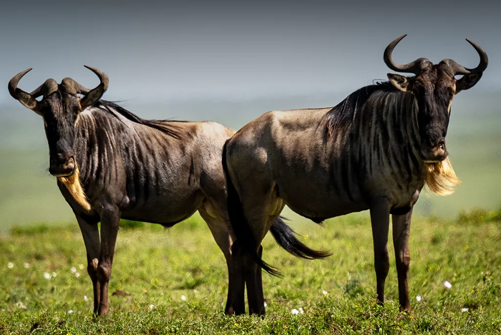 Serengeti National Park Overview
