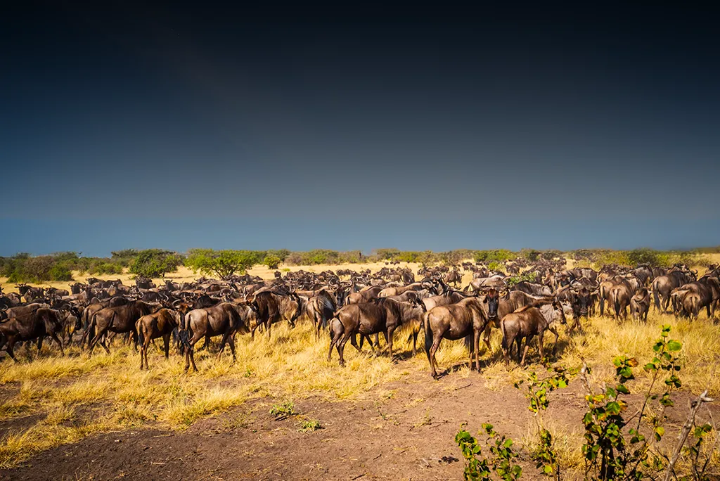 Serengeti-full-day-1