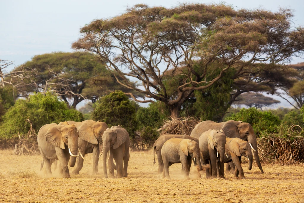 Amboseli National Park Safari Cost