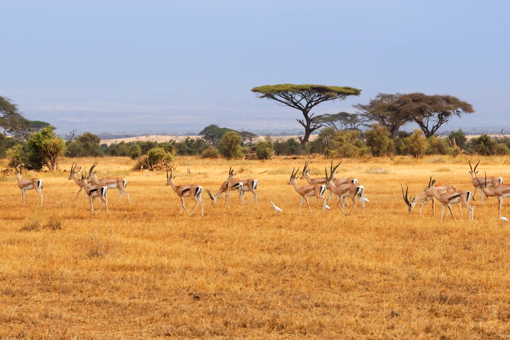 Amboseli National Park Wildlife