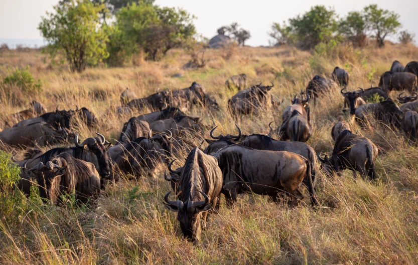Best Time to Travel to Tanzania Wildlife