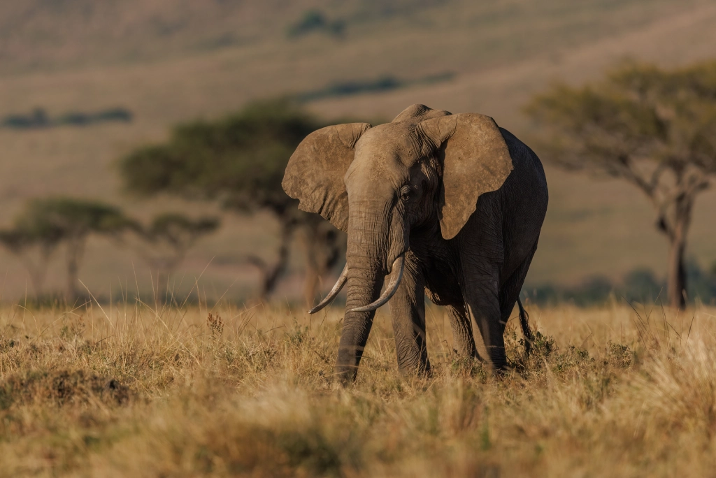 Big Five safari Tanzania
