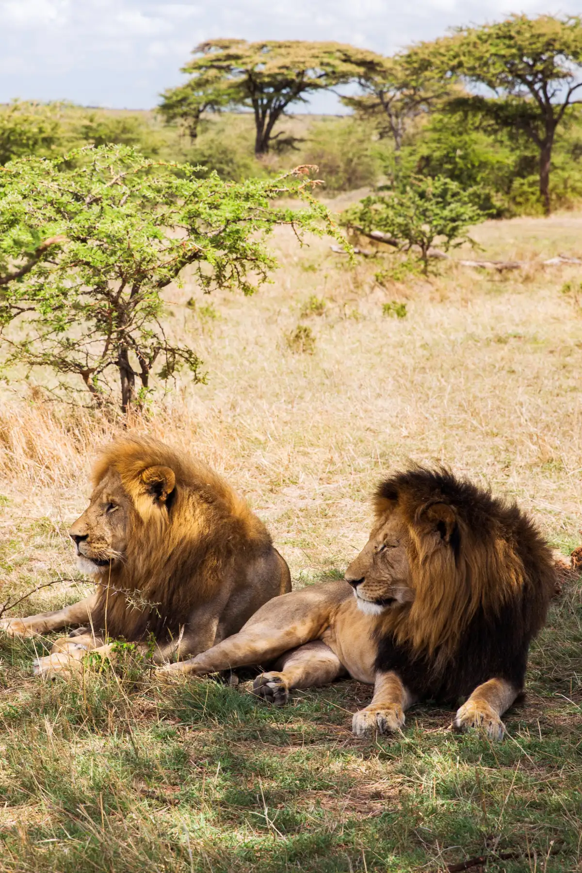 Big Five Safari in Tanzania