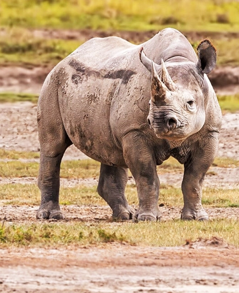 Big Five animals Tanzania