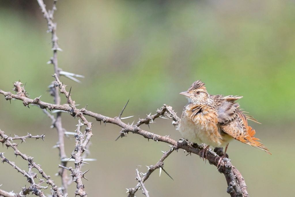 Tanzania bird species