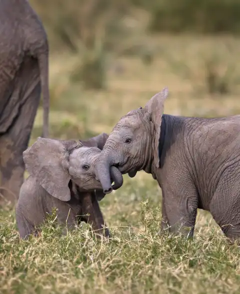 Game Drive Safari In Tanzania