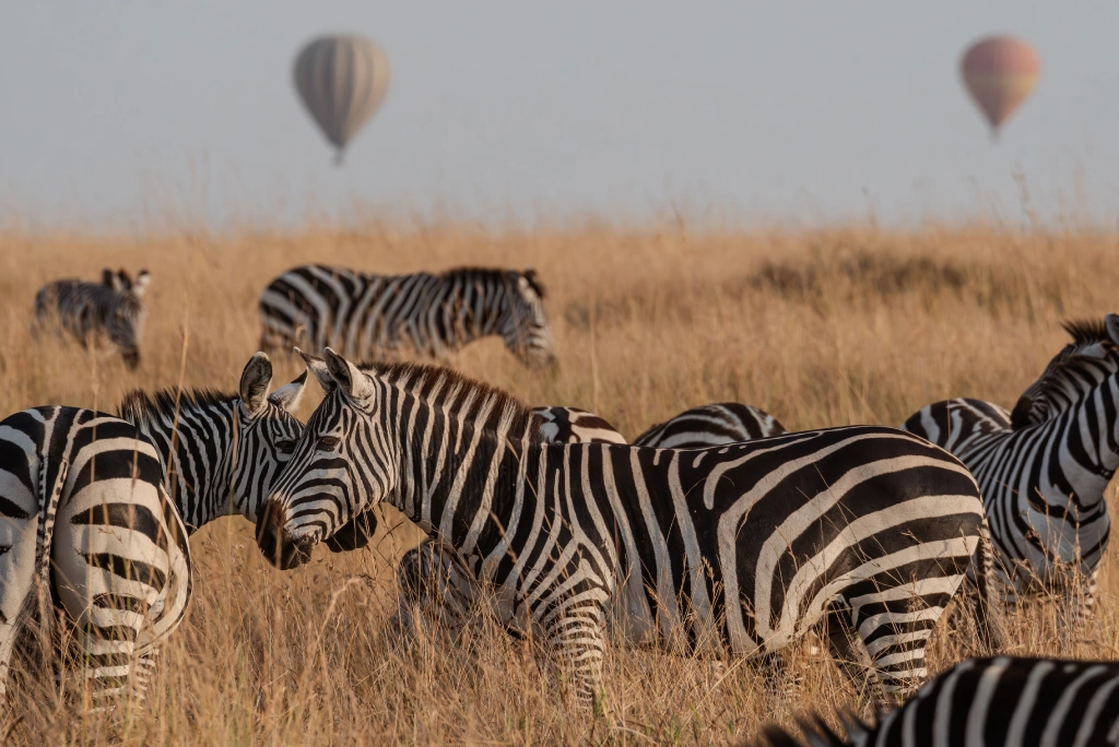 Masai Mara travel tips