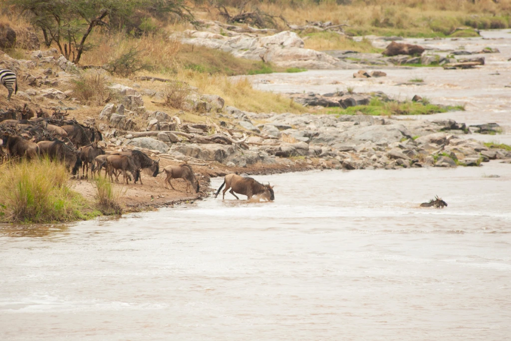 Masai Mara safari vacations