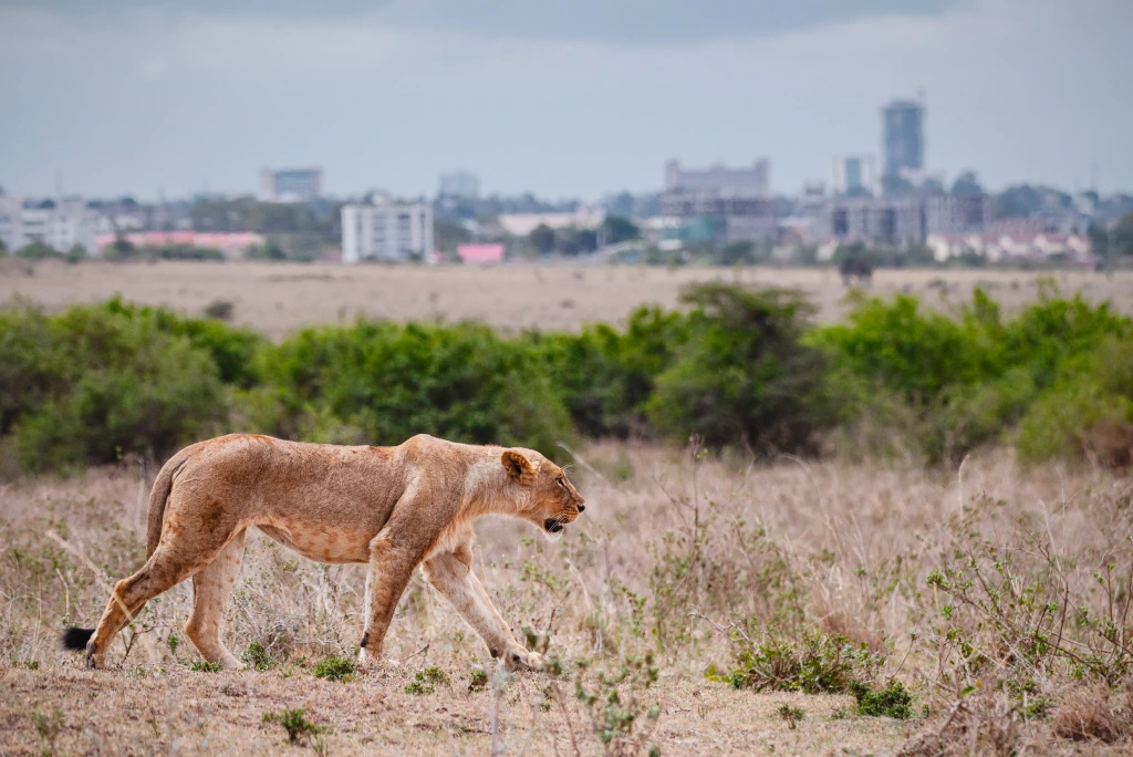 Nairobi National Park Wildlife
