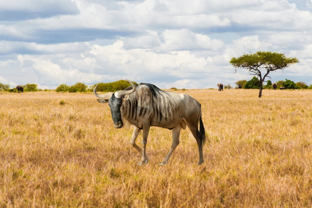 Great Wildebeest Migration Tanzania