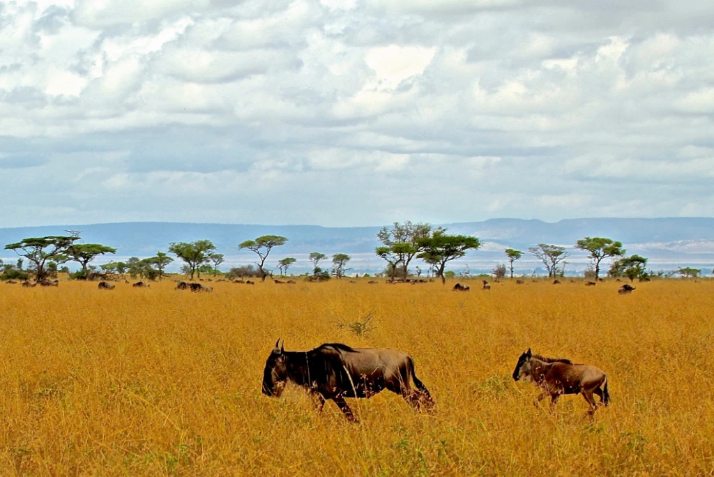 Wildebeest Migration Safari