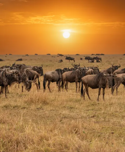 Tanzania safari migration tours