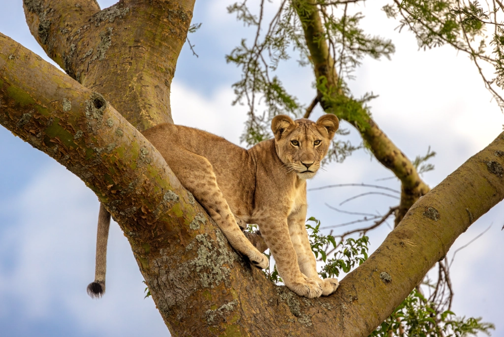 12-days-tanzania-safari-and-zanzibar-extension-lake-manyara