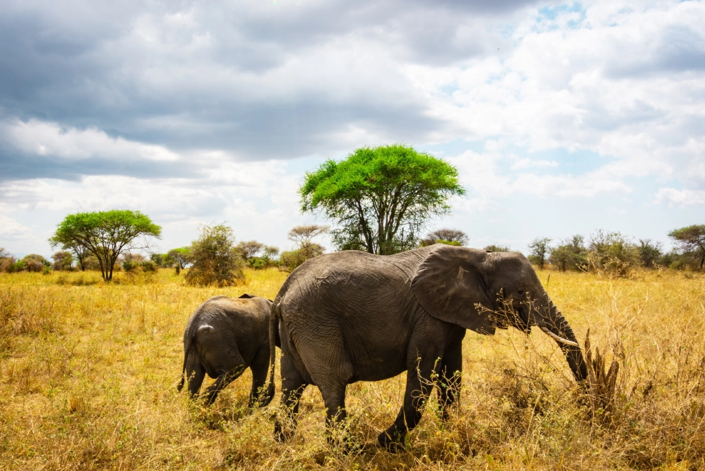12-days-tanzania-safari-and-zanzibar-extension-tarangire