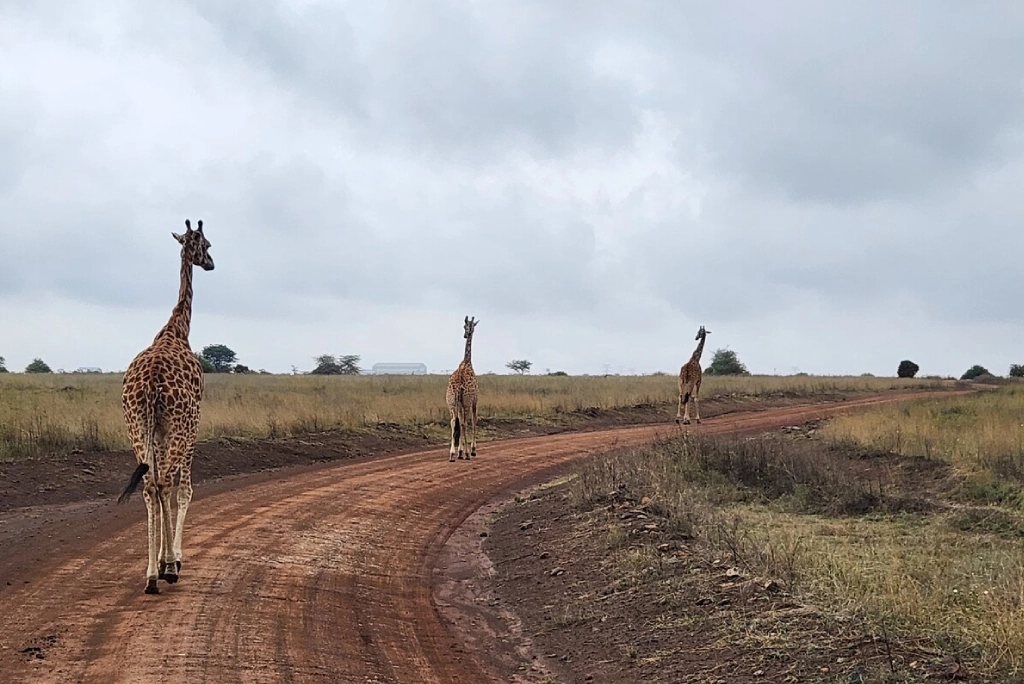 19-days-tanzanian-kenyan-cultural-and-wildlife-safari-11