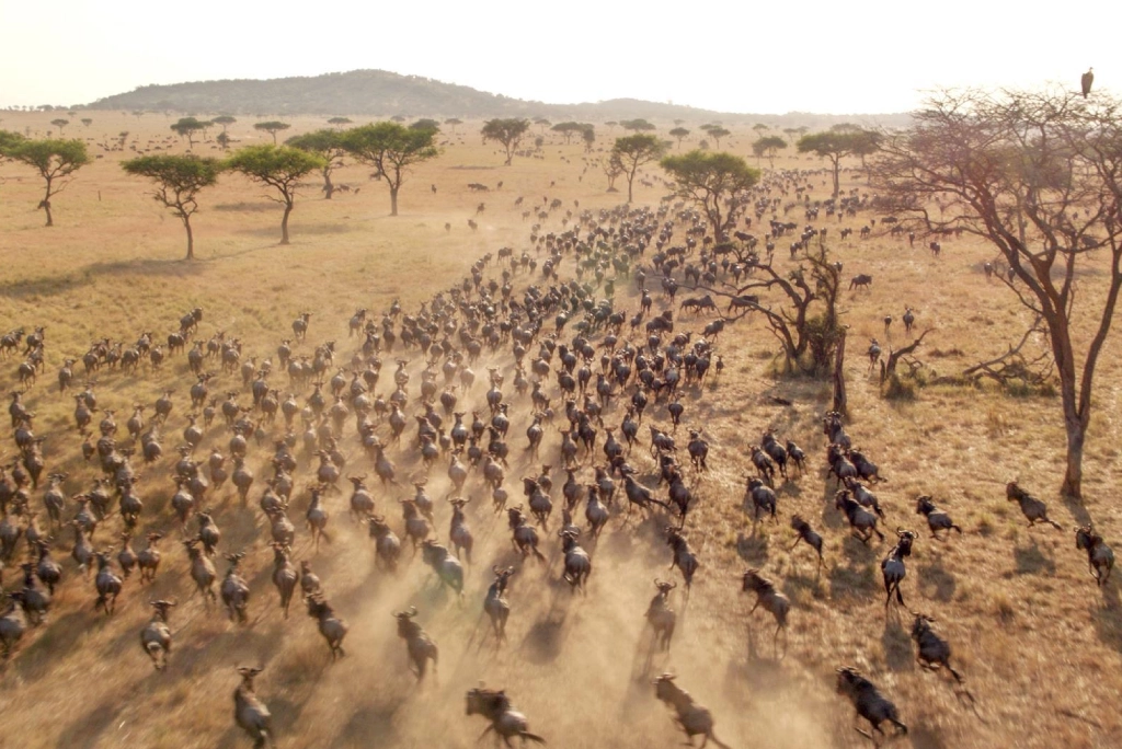 19-days-tanzanian-kenyan-cultural-and-wildlife-safari-19