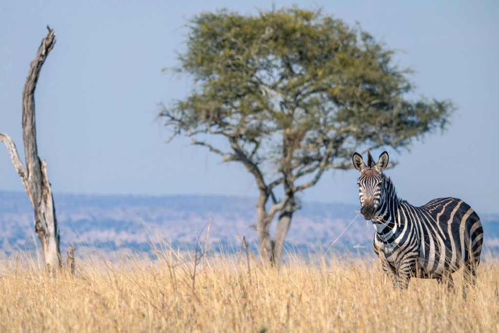 19-days-tanzanian-kenyan-cultural-and-wildlife-safari-29