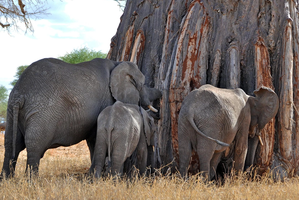 19-days-tanzanian-kenyan-cultural-and-wildlife-safari-30