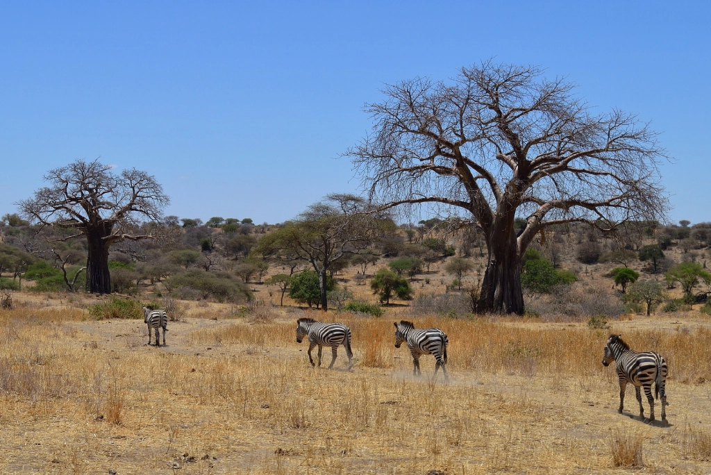 19-days-tanzanian-kenyan-cultural-and-wildlife-safari-31