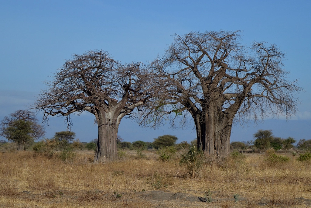 19-days-tanzanian-kenyan-cultural-and-wildlife-safari-32