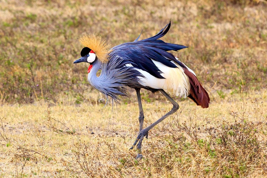 19-days-tanzanian-kenyan-cultural-and-wildlife-safari-38