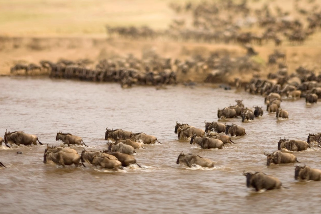 19-days-tanzanian-kenyan-cultural-and-wildlife-safari-44