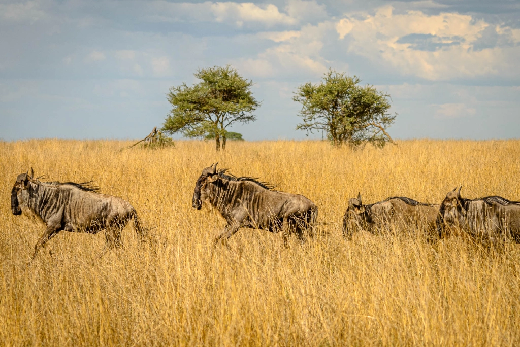 19-days-tanzanian-kenyan-cultural-and-wildlife-safari-45