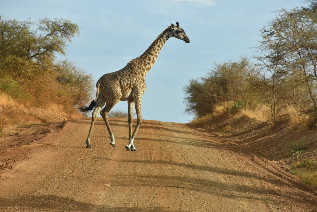 19-days-tanzanian-kenyan-cultural-and-wildlife-safari-46