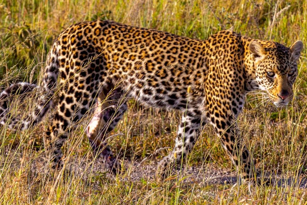 19-days-tanzanian-kenyan-cultural-and-wildlife-safari-49