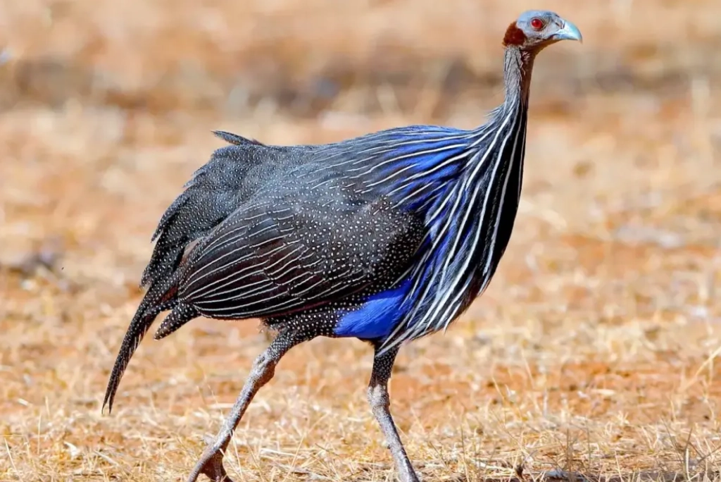 19-days-tanzanian-kenyan-cultural-and-wildlife-safari-50