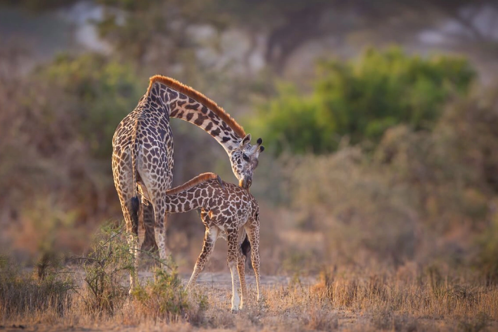 19-days-tanzanian-kenyan-cultural-and-wildlife-safari-51