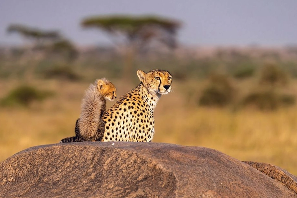 19-days-tanzanian-kenyan-cultural-and-wildlife-safari-53
