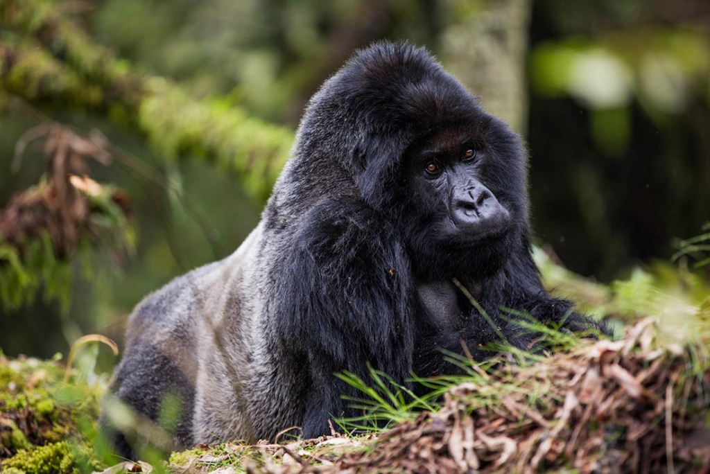 5-days-rwanda-gorilla-trekking-10