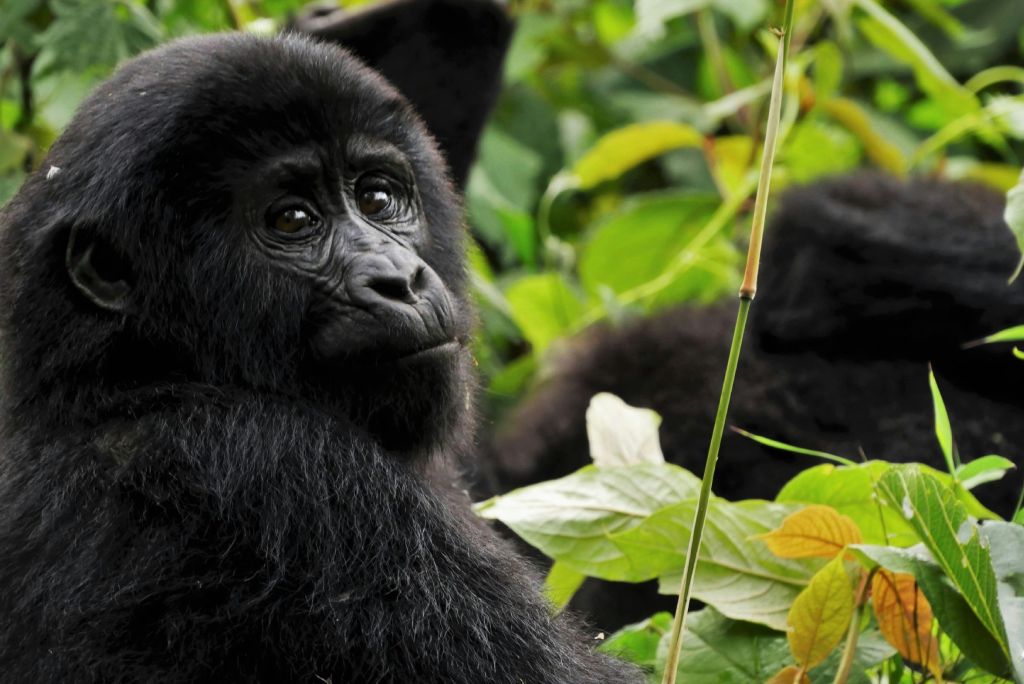 5-days-rwanda-gorilla-trekking-13