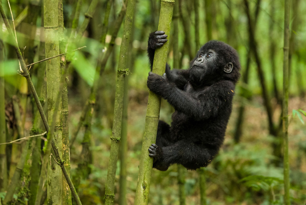 5-days-rwanda-gorilla-trekking-14