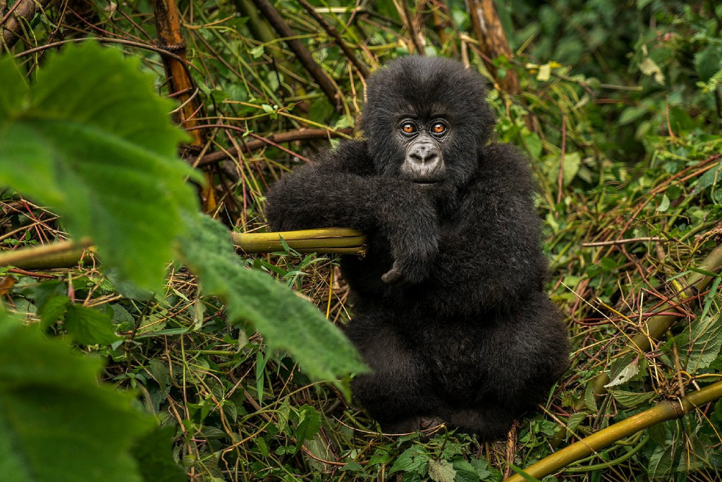 5-days-rwanda-gorilla-trekking-15