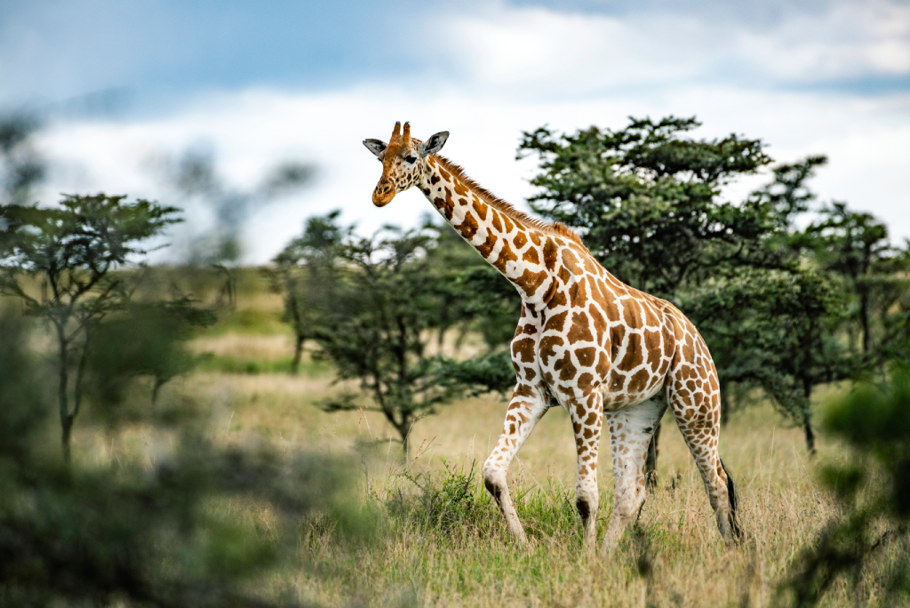 5-days-rwanda-gorilla-trekking-7