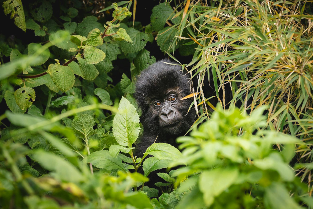 5-days-rwanda-gorilla-trekking-8