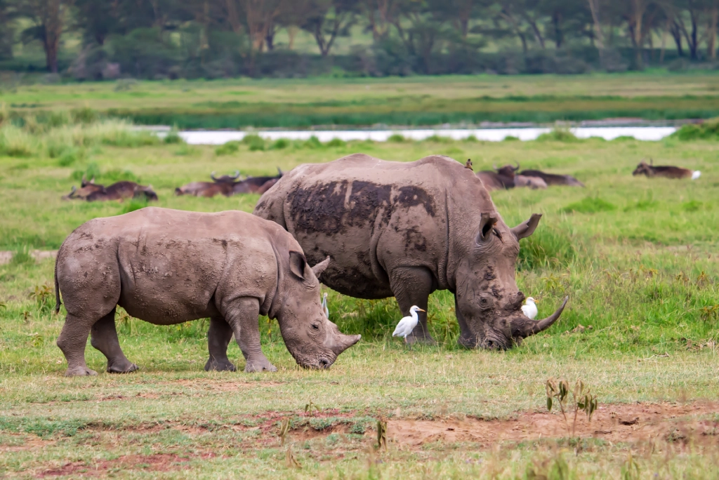 7-days-kenya-safari-11