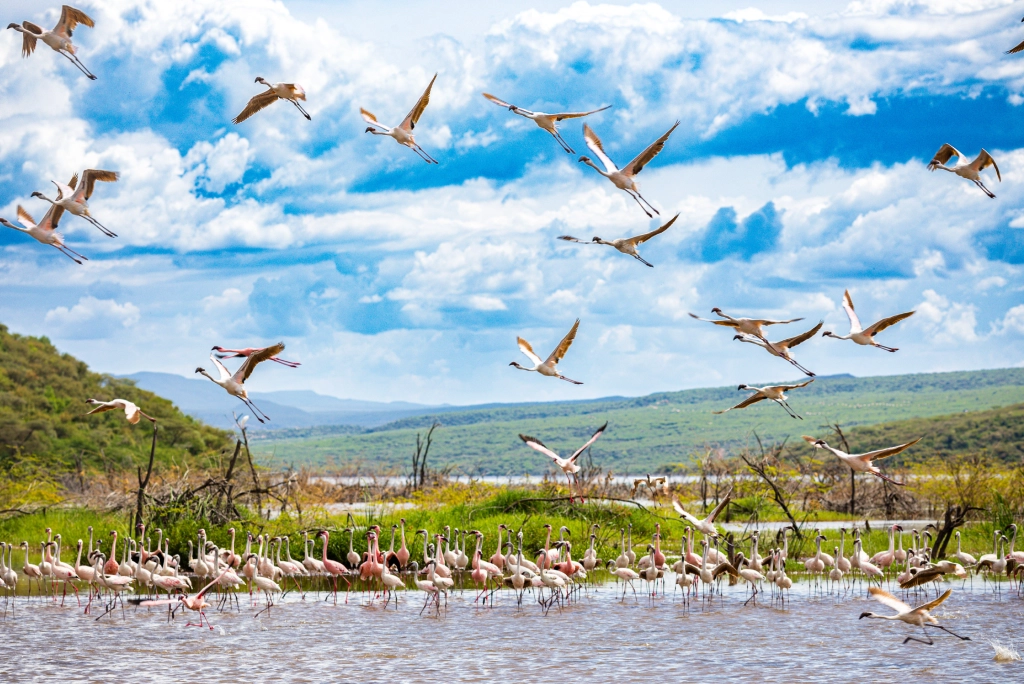 7-days-kenya-safari-16